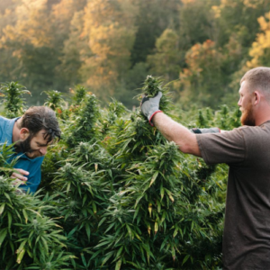 cannabis growers checking their plants