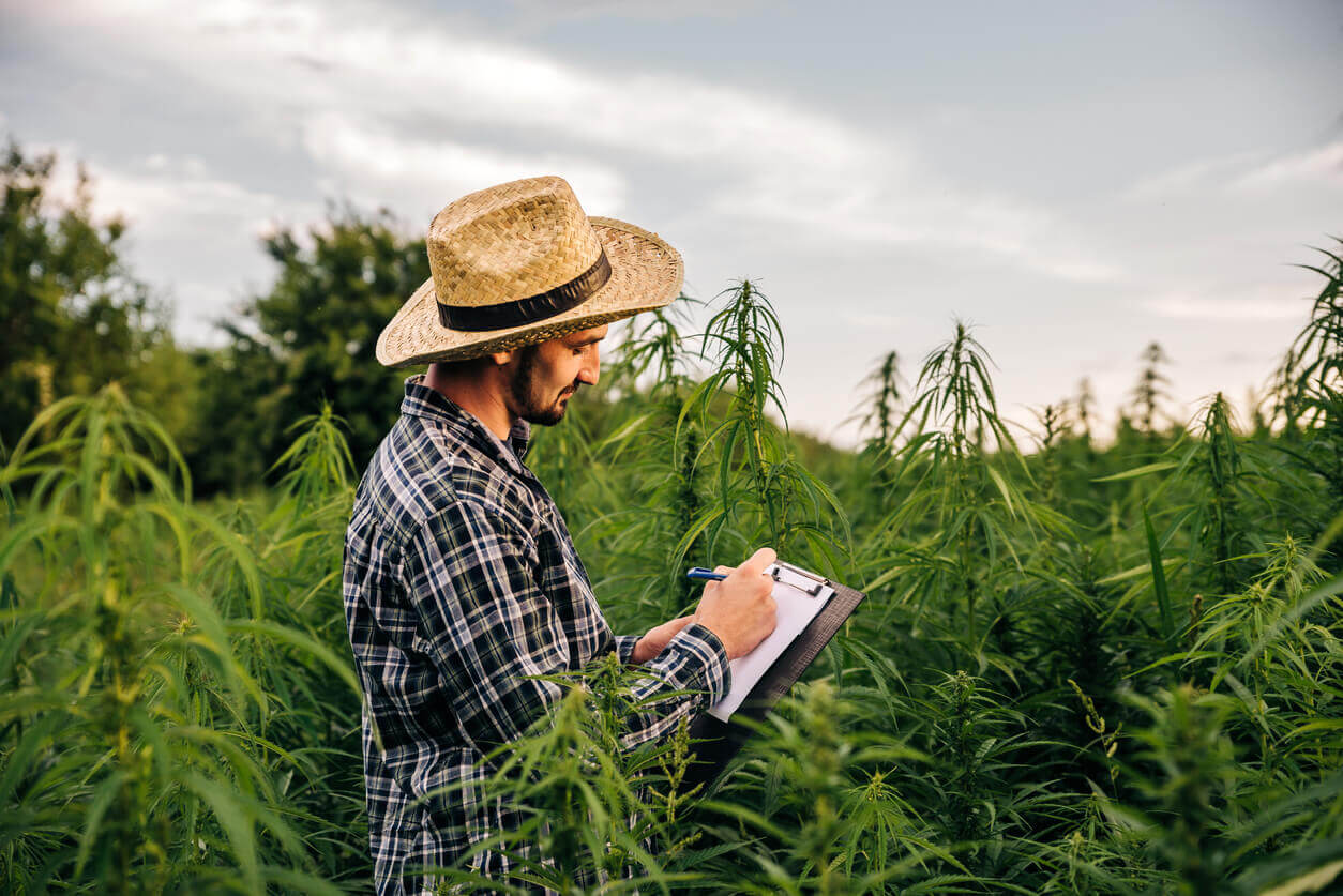man checking on his cannabis field