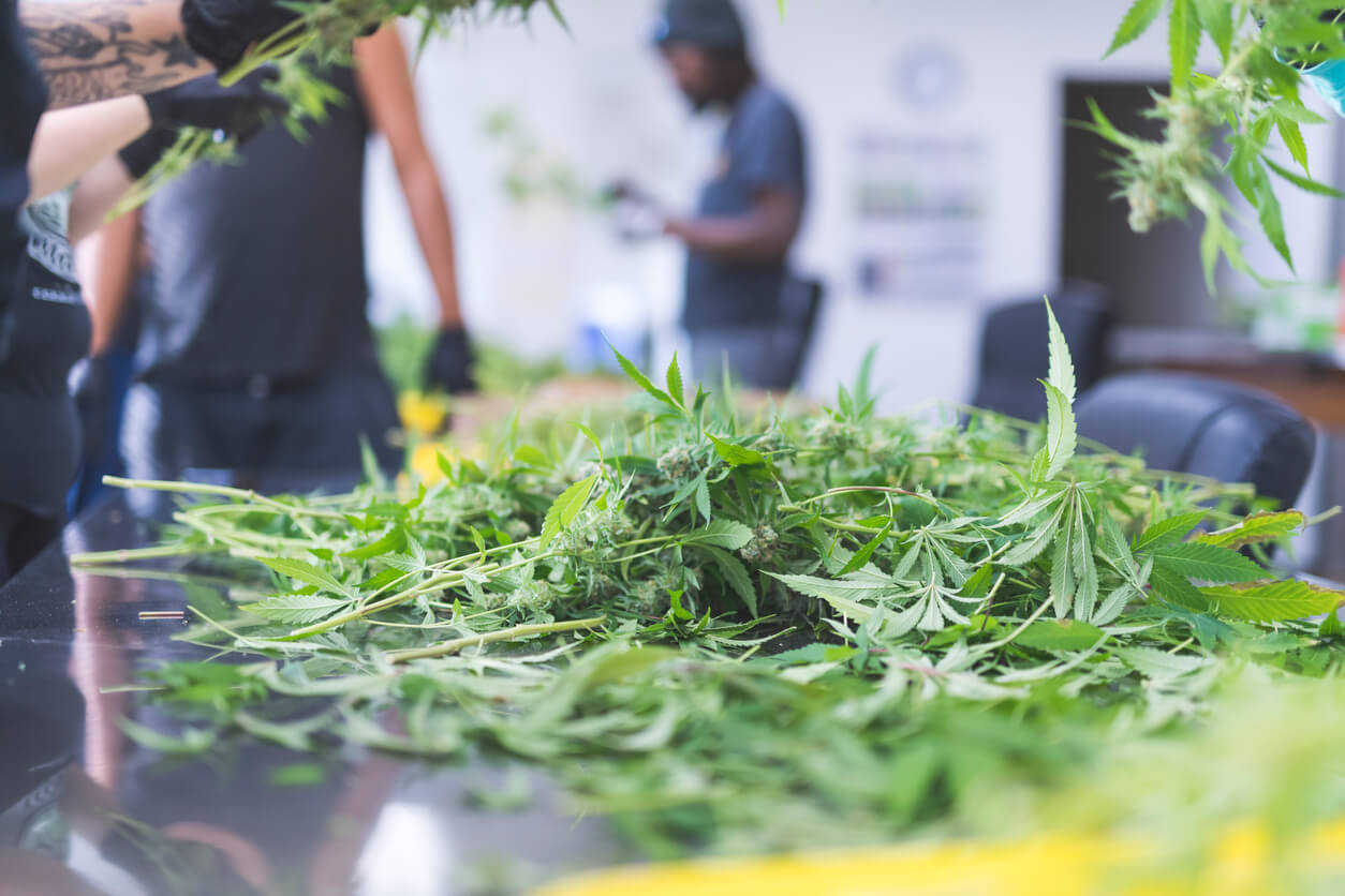 Cannabis plants on a table
