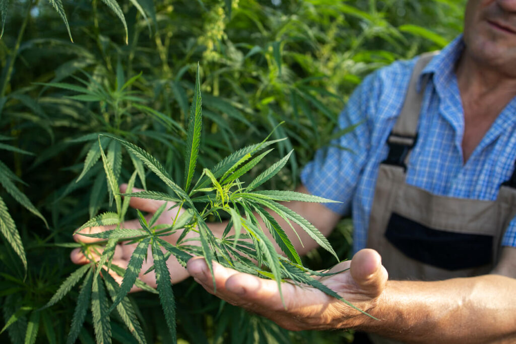 Man checking on his marijuana plant