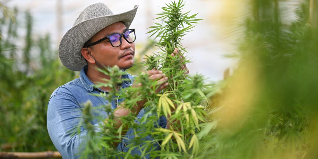 Cannabis lending